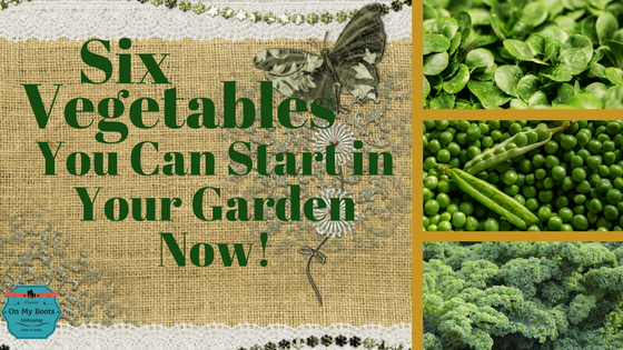 Six Vegetables You Can Start in your Garden Now!